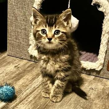 Domestic Short Hair Cats Available for Adoption in Urbandale, Iowa - Sarge | PetCurious