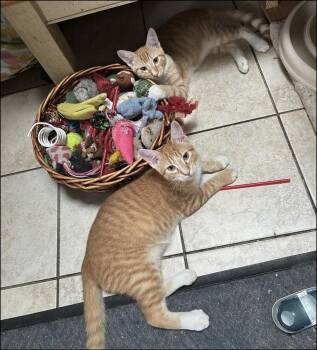 Sean -  Tabby Cat for Adoption in Lockhart, Florida - Sean | PetCurious