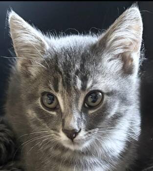 Sage -  Domestic Short Hair Cat for Adoption in Troy, Michigan - Sage | PetCurious