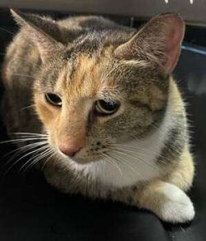 Ms. Kitty -  Dilute Calico Cat for Adoption in Raleigh, North Carolina - Ms. Kitty | PetCurious