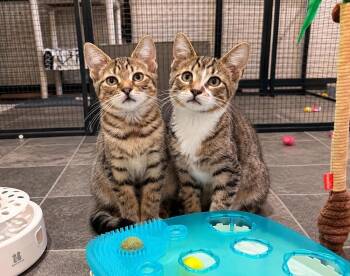 ROCKSTAR -  Domestic Short Hair Cat for Adoption in Dallas, Pennsylvania - ROCKSTAR | PetCurious