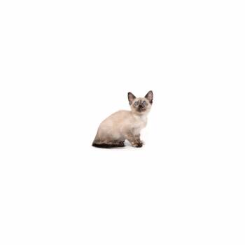 Domestic Short Hair Cats Available for Adoption in Los Angeles, California - Pearl | PetCurious