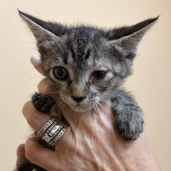 Willow -  Domestic Medium Hair Cat for Adoption in Midland, Texas - Willow | PetCurious