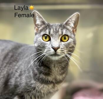 Rescue Domestic Short Hair Cats for Adoption in Calais, Maine - Layla | PetCurious