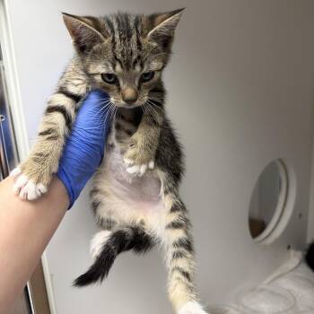 Jerome -  Domestic Short Hair Cat Available for Adoption in Philadelphia, Pennsylvania - Jerome | PetCurious
