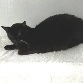 Wels -  Domestic Short Hair Cat for Adoption in Dover, New Hampshire - Wels | PetCurious