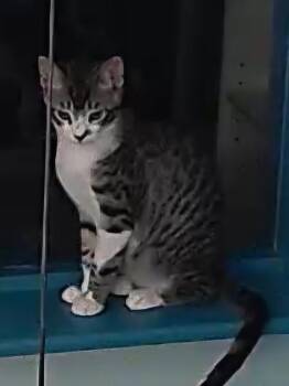 Sebastian -  Domestic Short Hair Cat for Adoption in Evergreen, Colorado - Sebastian | PetCurious