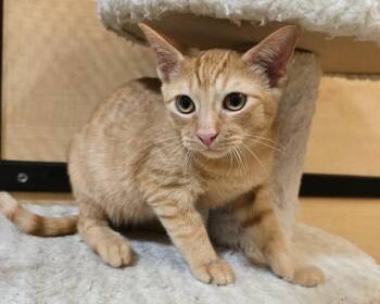 Belgium -  Domestic Short Hair Cat for Adoption in Rowlett, Texas - Belgium | PetCurious