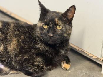 Tortoiseshell Cats Available for Adoption in Pierre, South Dakota - Alani | PetCurious