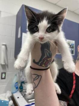 Domestic Short Hair Cats Available for Adoption - Anne Hathawool | PetCurious