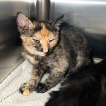 Georgia -  Domestic Short Hair Cat for Adoption in Las Vegas, Nevada - Georgia | PetCurious