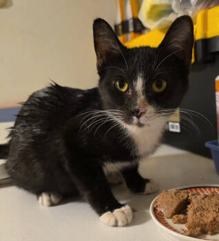 Rescue Domestic Short Hair Cats for Adoption in Metamora, Illinois - Gecko | PetCurious