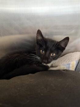 CHAPLIN -  Domestic Medium Hair Cat for Adoption in Fremont, California - CHAPLIN | PetCurious