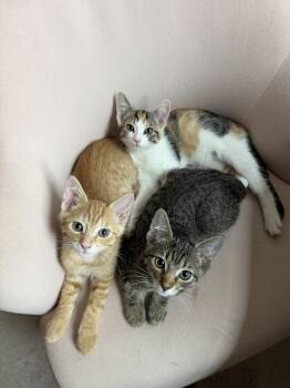 Tabby and Domestic Short Hair Cats Available for Adoption in Walnut Creek, California - Karl | PetCurious