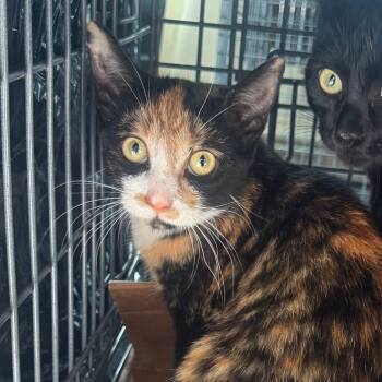 Rescue Domestic Short Hair Cats for Adoption in Newark, New Jersey - Arson | PetCurious