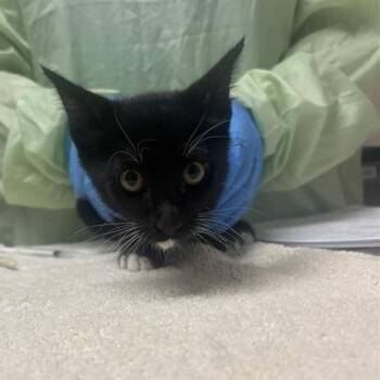 Pajamas -  Domestic Short Hair Cat for Adoption in Tempe, Arizona - Pajamas | PetCurious