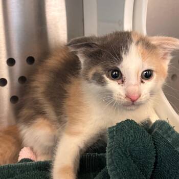 Willow -  Domestic Short Hair Cat for Adoption in Norman, Oklahoma - Willow | PetCurious