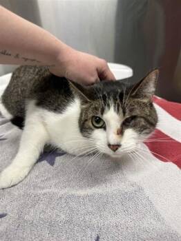 Domestic Short Hair Cats Available for Adoption in Fairbanks, Alaska - LOVELY | PetCurious