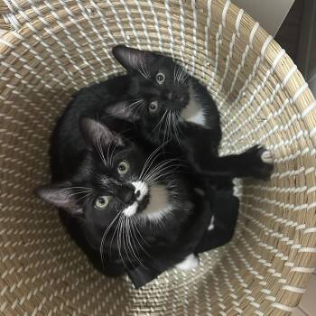 Rescue Domestic Short Hair Cats for Adoption in Closter, New Jersey - Zoey & Ziggy | PetCurious