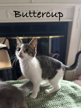 Buttercup -  Domestic Short Hair Cat for Adoption in Maple Shade, New Jersey - Buttercup | PetCurious
