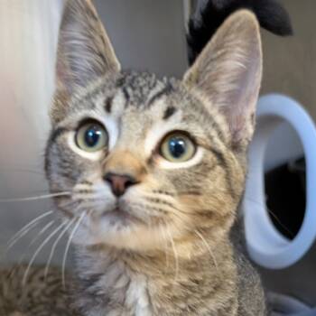 Rescue Domestic Medium Hair Cats for Adoption in Spokane, Washington - Teddy | PetCurious