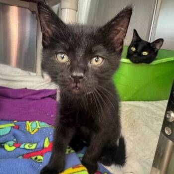 JET -  Domestic Short Hair Cat for Adoption in La Crescent, Minnesota - JET | PetCurious
