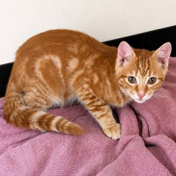 Obi -  Bengal Cat for Adoption in Hopewell, Virginia - Obi | PetCurious