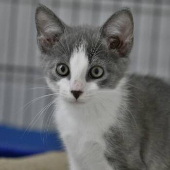 Slick Monkey -  Domestic Short Hair Cat for Adoption in Chilliwack, British Columbia - Slick Monkey | PetCurious