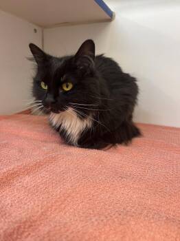 Domestic Long Hair Cats Available for Adoption in Sterling, Massachusetts - Minnie 2 Year Female | PetCurious
