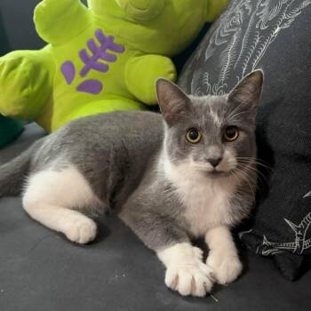 Domestic Short Hair Cats Available for Adoption - Marge | PetCurious