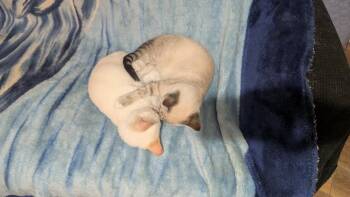 Storm 7 -  Siamese and American Shorthair Cat for Adoption in Austin, Texas - Storm 7 | PetCurious