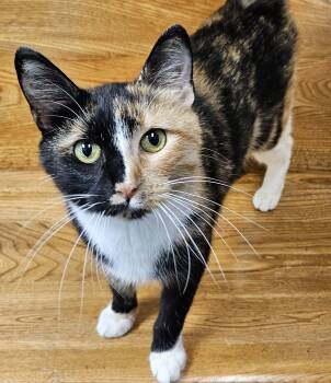 Rescue Domestic Short Hair Cats for Adoption in Washburn, Wisconsin - Babette | PetCurious