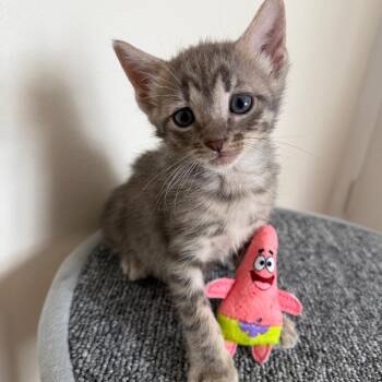 Nugget -  Domestic Short Hair Cat for Adoption - Nugget | PetCurious
