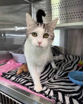 Princess -  Domestic Short Hair Cat for Adoption in Seneca, Pennsylvania - Princess | PetCurious