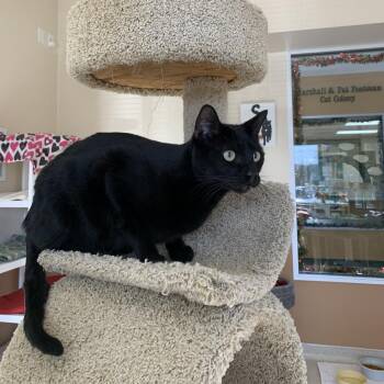 Rescue Domestic Short Hair Cats for Adoption in Reno, Nevada - Coal | PetCurious