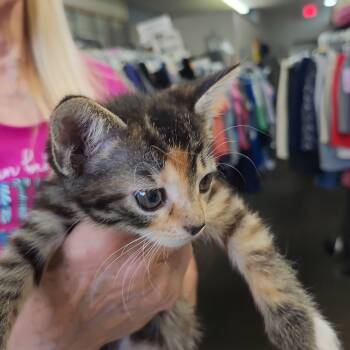 Rescue Domestic Short Hair Cats for Adoption in Blairsville, Georgia - Mollie | PetCurious