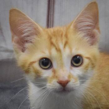 Capone -  Tabby and Domestic Short Hair Cat for Adoption in Huntley, Illinois - Capone | PetCurious