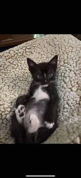 Rescue Domestic Short Hair Cats for Adoption in Statesboro, Georgia - Spud | PetCurious