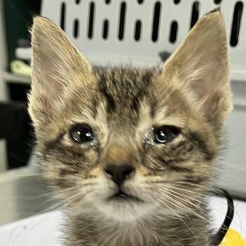 Thing -  Domestic Short Hair Cat for Adoption in Las Cruces, New Mexico - Thing | PetCurious