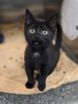 Nico -  Domestic Short Hair Cat for Adoption in Westland, Michigan - Nico | PetCurious