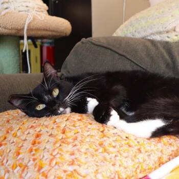 Crouton -  Domestic Short Hair Cat for Adoption in Los Angeles, California - Crouton | PetCurious