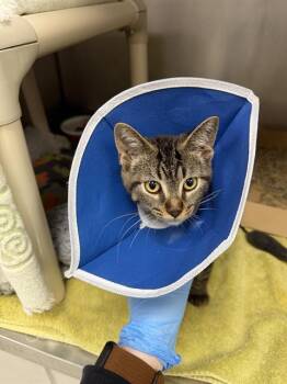 BEETLE -  Domestic Short Hair Cat for Adoption in Omaha, Nebraska - BEETLE | PetCurious