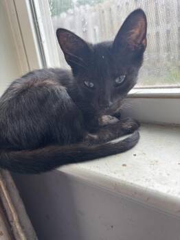 Batman -  Domestic Short Hair Cat for Adoption in Salisbury, North Carolina - Batman | PetCurious