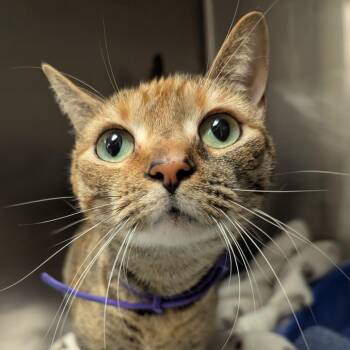 Violet -  Domestic Short Hair Cat for Adoption in Evansville, Indiana - Violet | PetCurious