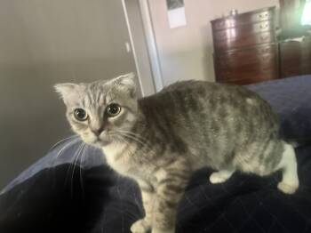 Rescue Scottish Fold Cats for Adoption in Stockton, California - Lulu INDOOR ONLY | PetCurious