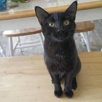 Sarah Sanderson (Sandy) -  American Shorthair Cat for Adoption in Norman, Oklahoma - Sarah Sanderson (Sandy) | PetCurious