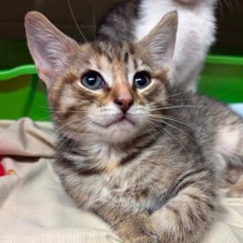 Domestic Short Hair Cats Available for Adoption in Concord, North Carolina - Kiwi | PetCurious