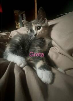 Greta -  Domestic Short Hair Cat for Adoption in Johnson City, Tennessee - Greta | PetCurious