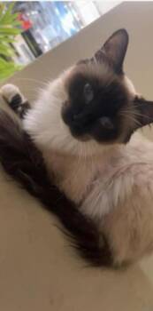 Burmese and Siamese Cats Available for Adoption - Mocha | PetCurious