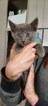 Maui -  Domestic Short Hair Cat for Adoption in Georgetown, Ohio - Maui | PetCurious